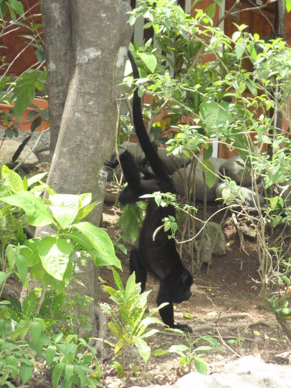 Pachamama Tropical Garden Lodge Мал Паис Екстериор снимка